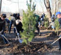 В Рогожинском парке Тулы посадили 75 кедров