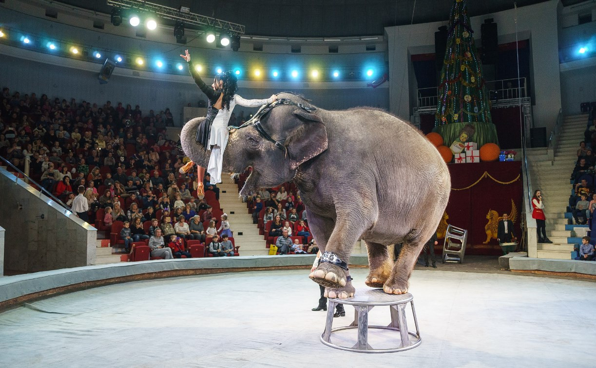 Новая программа в Тульском цирке: слоны, байкеры и гимнасты