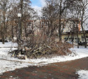 В сквере на ул. Оборонной спилили деревья: весной на их месте высадят новые 