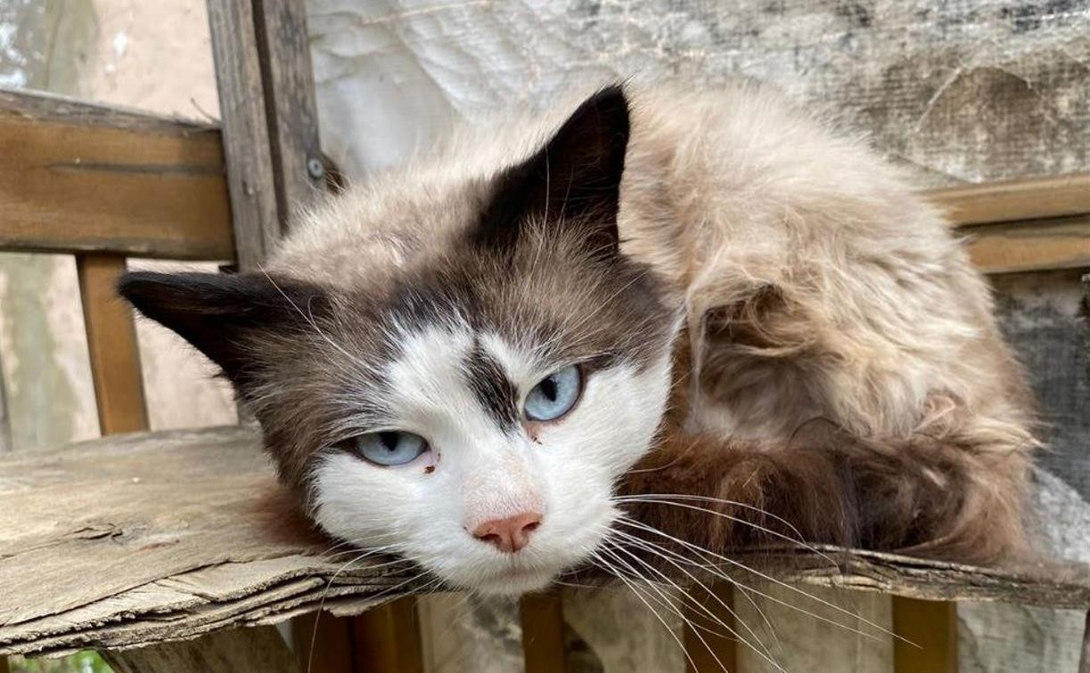 В Новомосковске кот две недели ждал погибшего хозяина и чуть не умер от голода