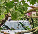 Ураган повалил ветку дерева на машину: туляк подал в суд на администрацию