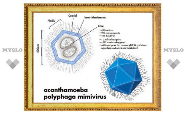 Ученые нашли вирус-гигант
