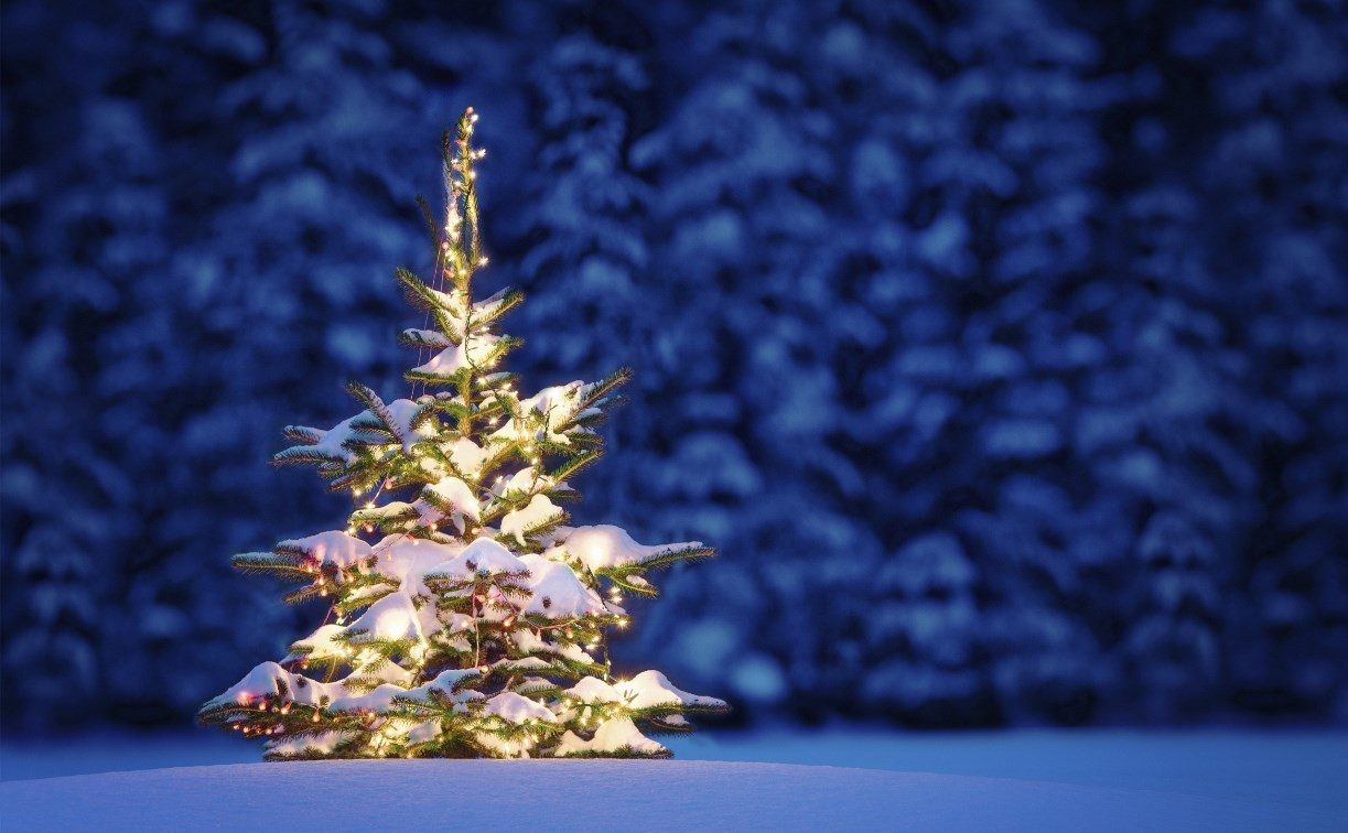 Где в Туле купить новогоднюю елку?