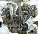 Туляк: На ул. Металлистов человеческие кости и остатки гроба три месяца лежат под открытым небом