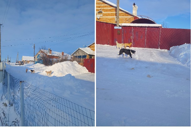 «Уже месяц бегают, все злые»: жители Воловского района просят спасти их от разъяренных бездомных собак