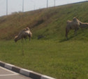 По Новомосковску разгуливают верблюды