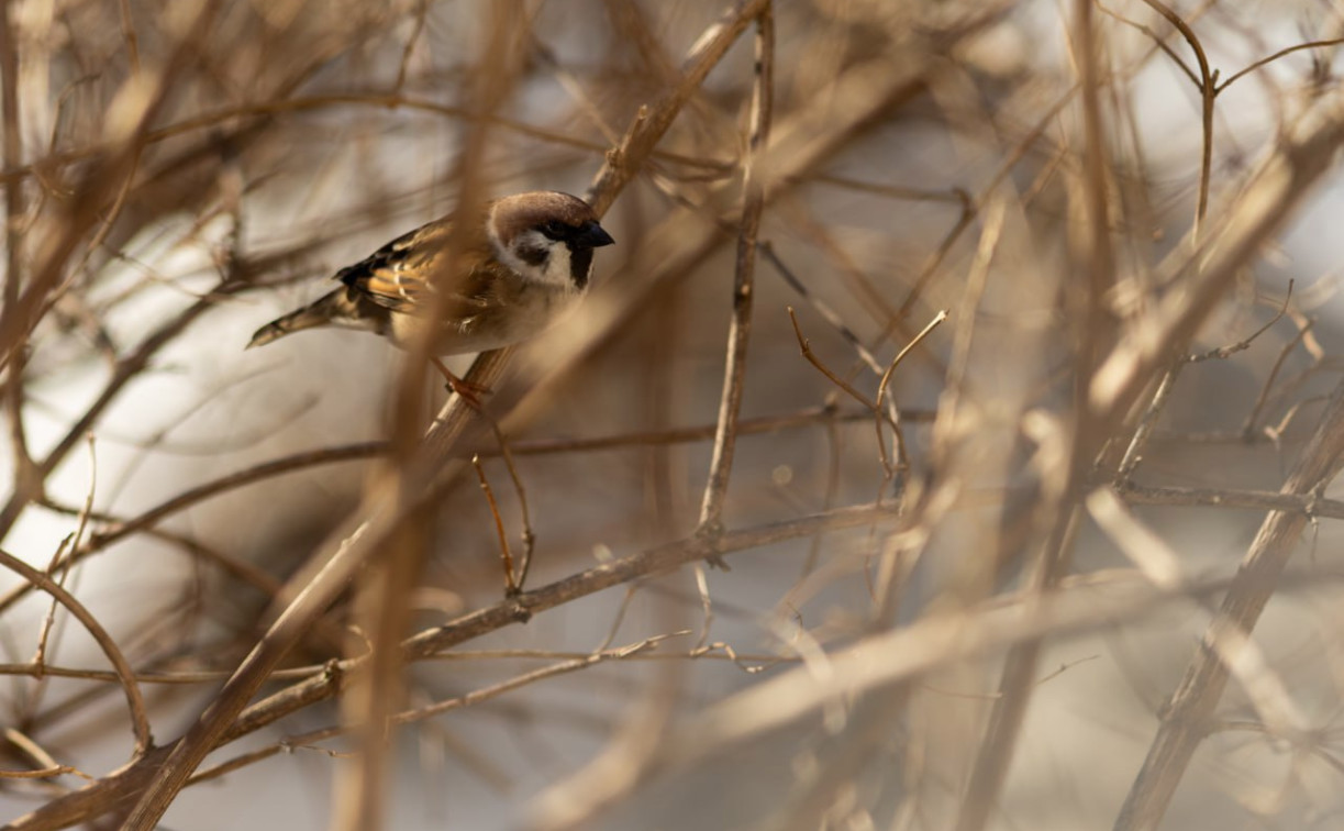 Погода в Туле 25 марта: умеренный ветер и без осадков