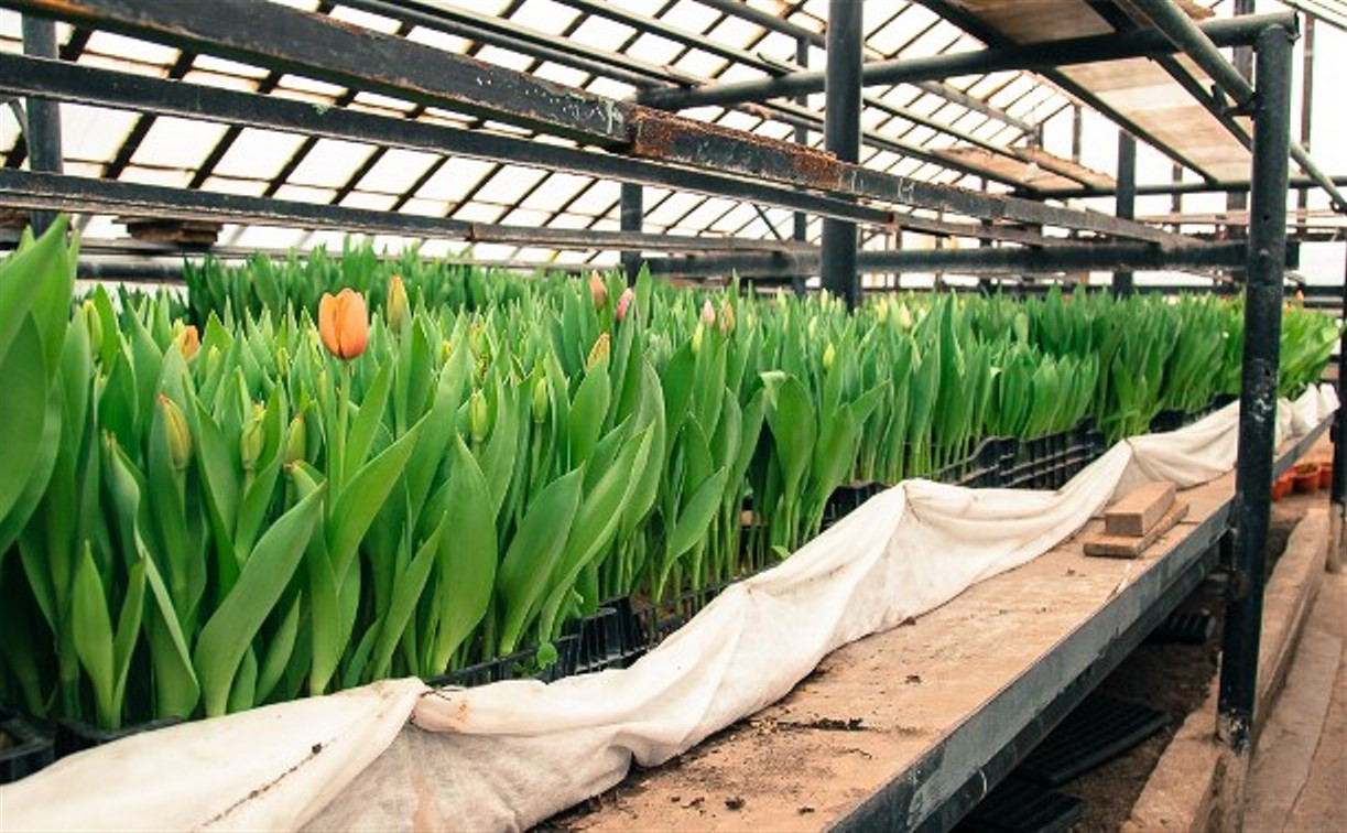 «Тулгорсвет» вырастил более 7 500 тюльпанов 
