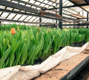 «Тулгорсвет» вырастил более 7 500 тюльпанов 