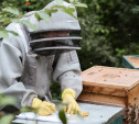 В Щекинском районе обнаружены пчелы-мигранты из Краснодара