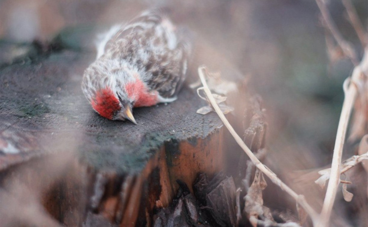 Туляков зовут на борьбу с массовым убийством птиц на Благовещение