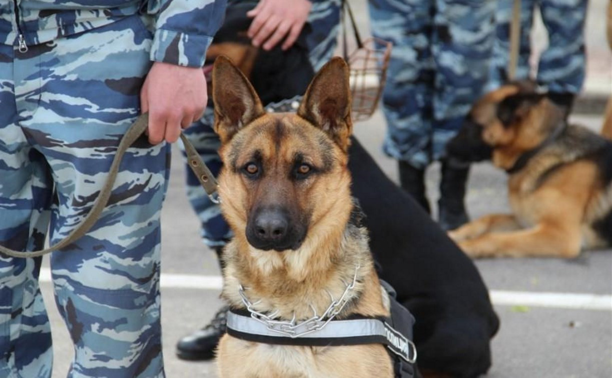 В Тульской области служебная собака помогла найти вора
