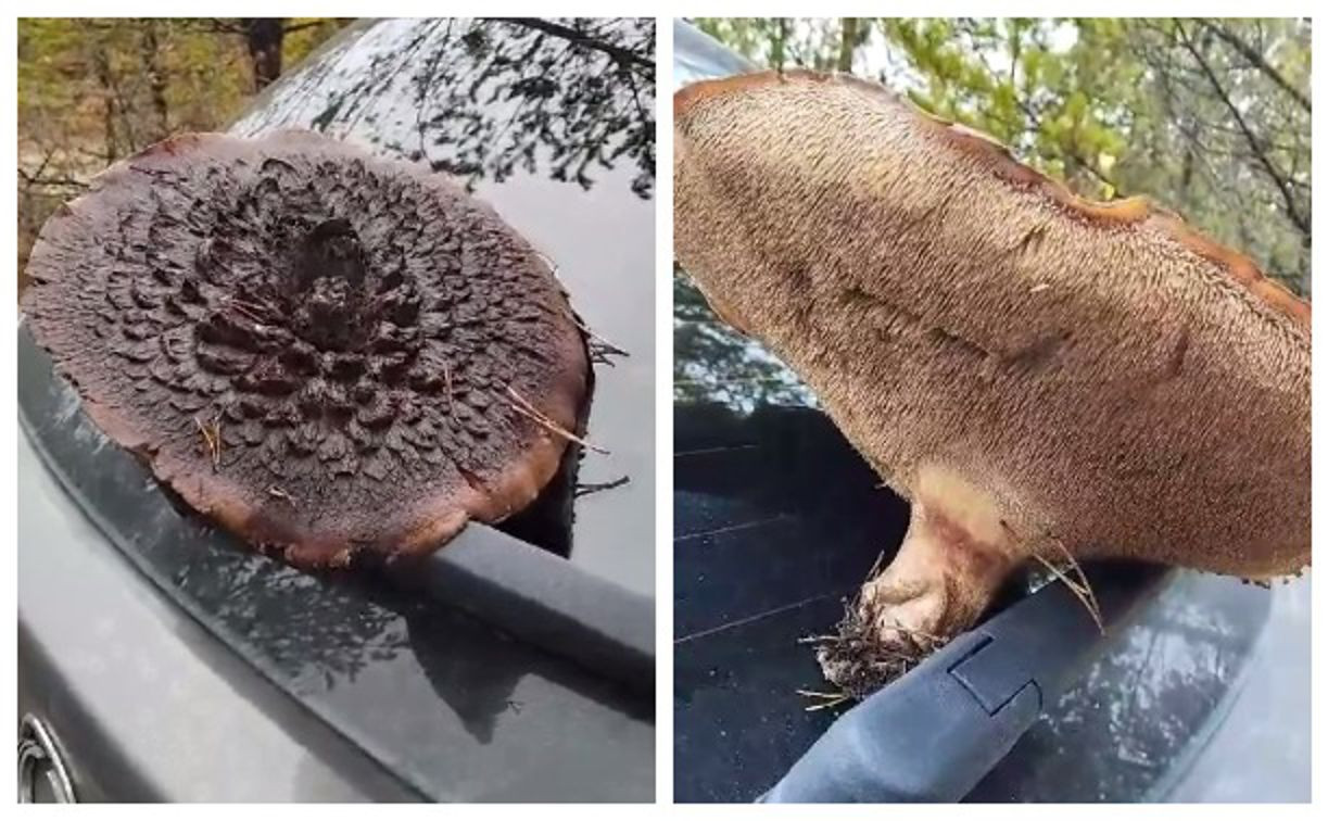 В лесу Тульской области нашли необычный гриб: видео