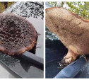 В лесу Тульской области нашли необычный гриб: видео