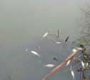 Массовая гибель рыбы в тульском пруду: жители обвиняют управляющую компанию