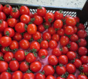 В Туле нашли санкционные помидоры и клубнику