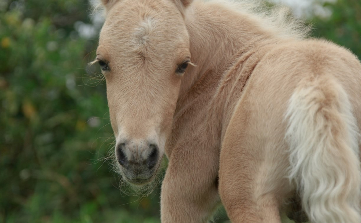 Малыша-пони в музее-заповеднике «Куликово поле» назвали Пломбиром