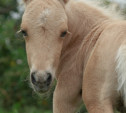 Малыша-пони в музее-заповеднике «Куликово поле» назвали Пломбиром