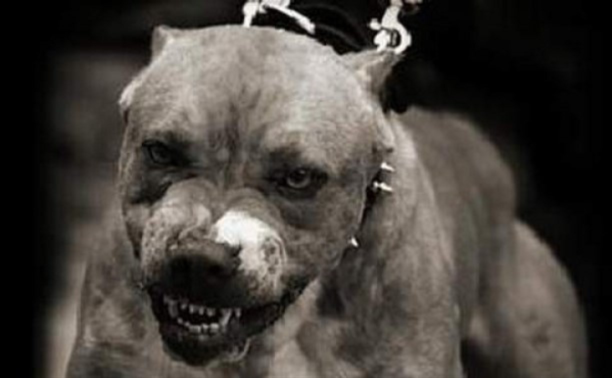 В Госдуме предложили сделать обязательной страховку для владельцев бойцовых собак