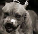 В Госдуме предложили сделать обязательной страховку для владельцев бойцовых собак