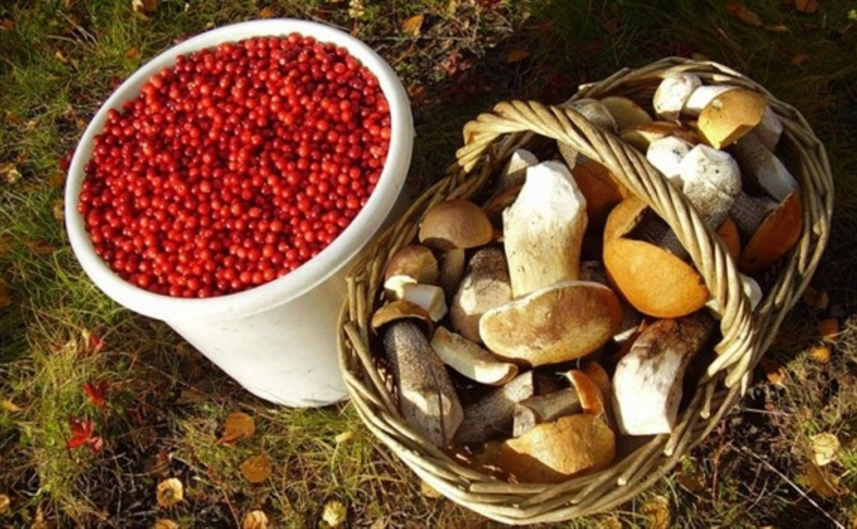 Россиянам разрешат свободно собирать ягоды и грибы