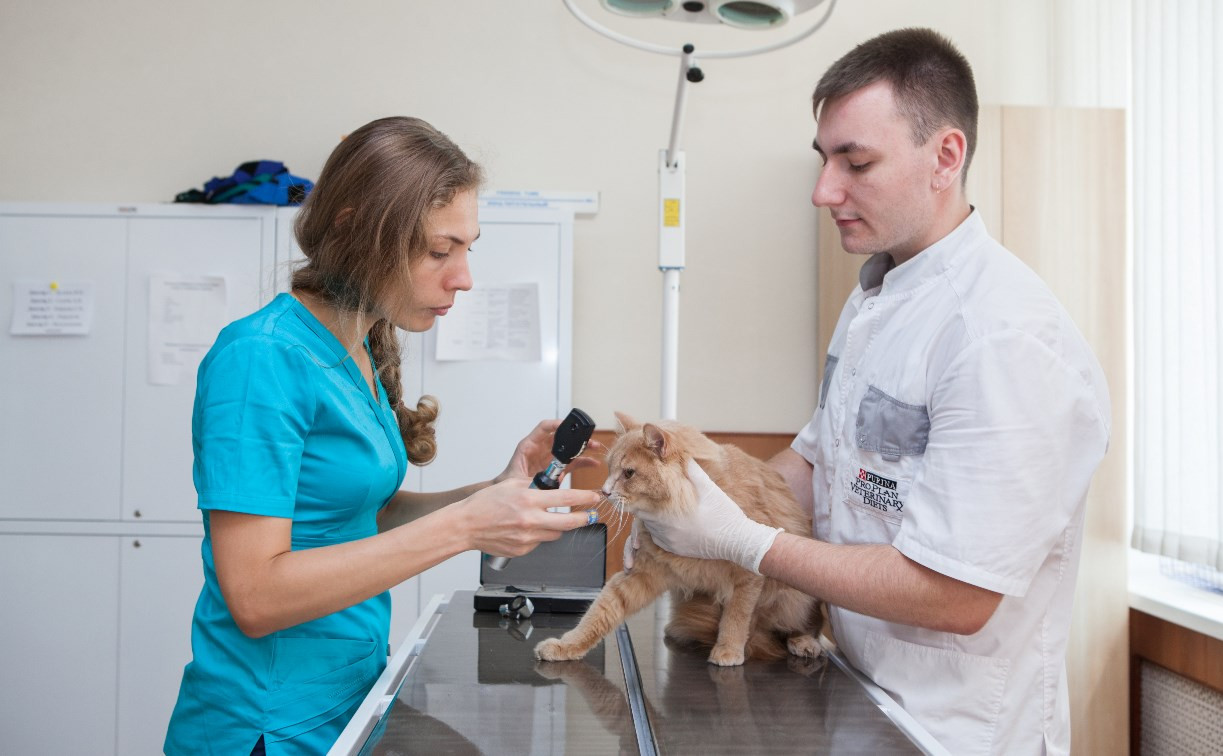Как найти хорошего ветеринарного врача