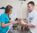 Как найти хорошего ветеринарного врача