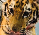 Издевательство над тигренком: Тульская прокуратура нагрянула с проверкой в контактный зоопарк