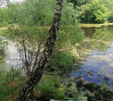 В Суворове в болоте на ул. Нахимова утонул мужчина
