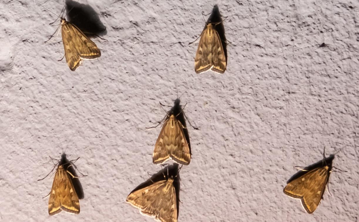 Нашествие мотыльков-огневок в Туле: бабочки заполонили город