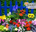 Разнообразие цветов и хвойников для вашего сада