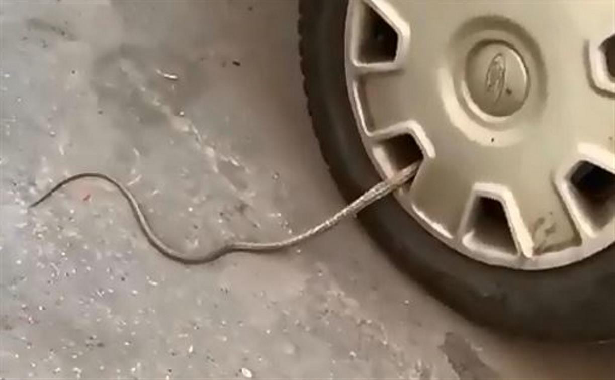 Туляки заметили странную змею в колесе автомобиля: видео