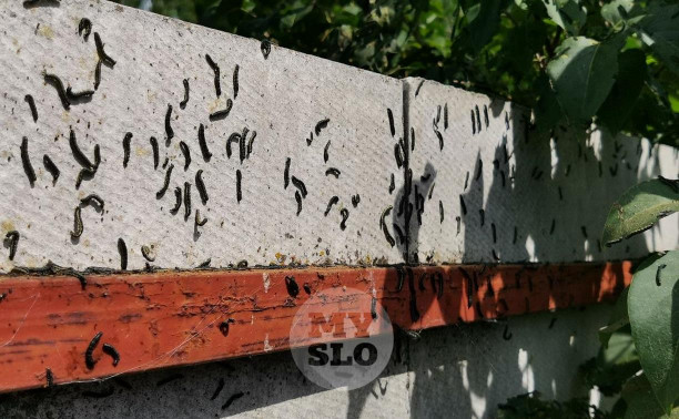 Нашествие гусениц в Тульской области: дачникам придётся самим обрабатывать участки химикатами