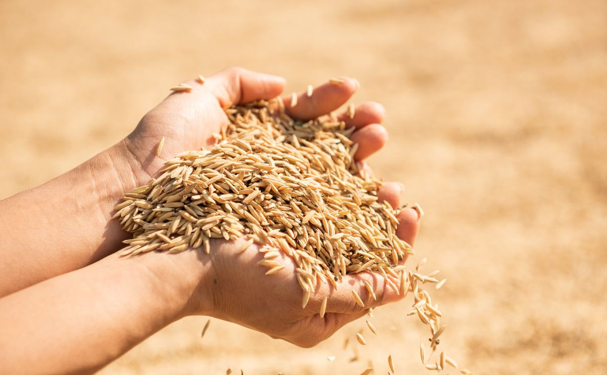 143 тонны рапса, 40 тонн пшеницы и 48 тонн подсолнечного жмыха ввезли в Тульскую область с нарушениями