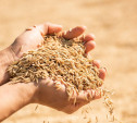 143 тонны рапса, 40 тонн пшеницы и 48 тонн подсолнечного жмыха ввезли в Тульскую область с нарушениями