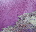 Средний пруд в Ясной Поляне снова окрасился в фиолетовый цвет: видео