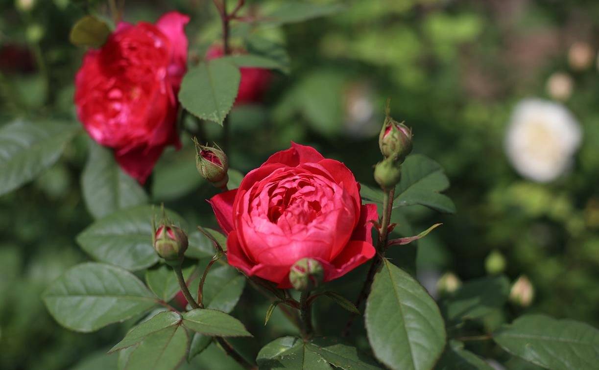 В яснополянской теплице высадили исторические розы