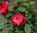В яснополянской теплице высадили исторические розы