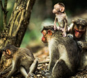 В Тульскую область отправлены тест-системы для выявления оспы обезьян