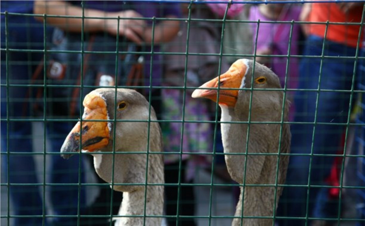 В Кремлёвском сквере открылась выставка птиц