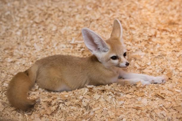 Самым популярным животным за год в Тульском экзотариуме стал фенек Зорро
