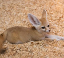 Самым популярным животным за год в Тульском экзотариуме стал фенек Зорро
