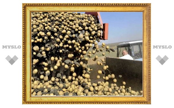 Урожайность зерна и картофеля в Туле снизилась вдвое