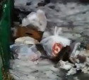 Армия крыс: жители проспекта Ленина пожаловались на нашествие грызунов во дворе 