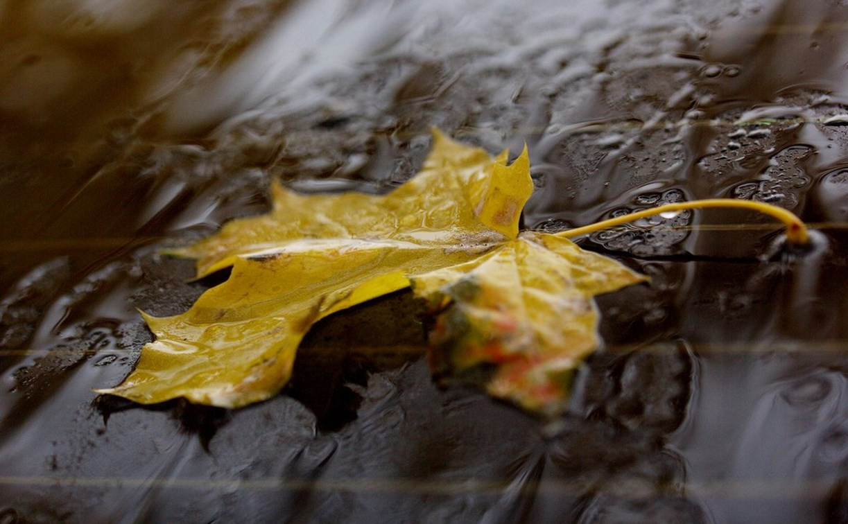 Погода в Туле 24 октября: дождь, до +10 и низкое давление