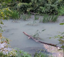 «Белая мутная жижа»: тулячка рассказала о загрязнении реки Тулицы в черте города