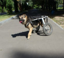 В Новомосковске у собаки-инвалида украли коляску