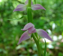 В тульских лесах впервые за 80 лет обнаружили редкий вид орхидей