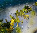 Погода в Туле 20 мая: до 17 градусов тепла и небольшой дождь
