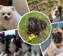 Международный день собак: читатели Myslo делятся фотографиями питомцев